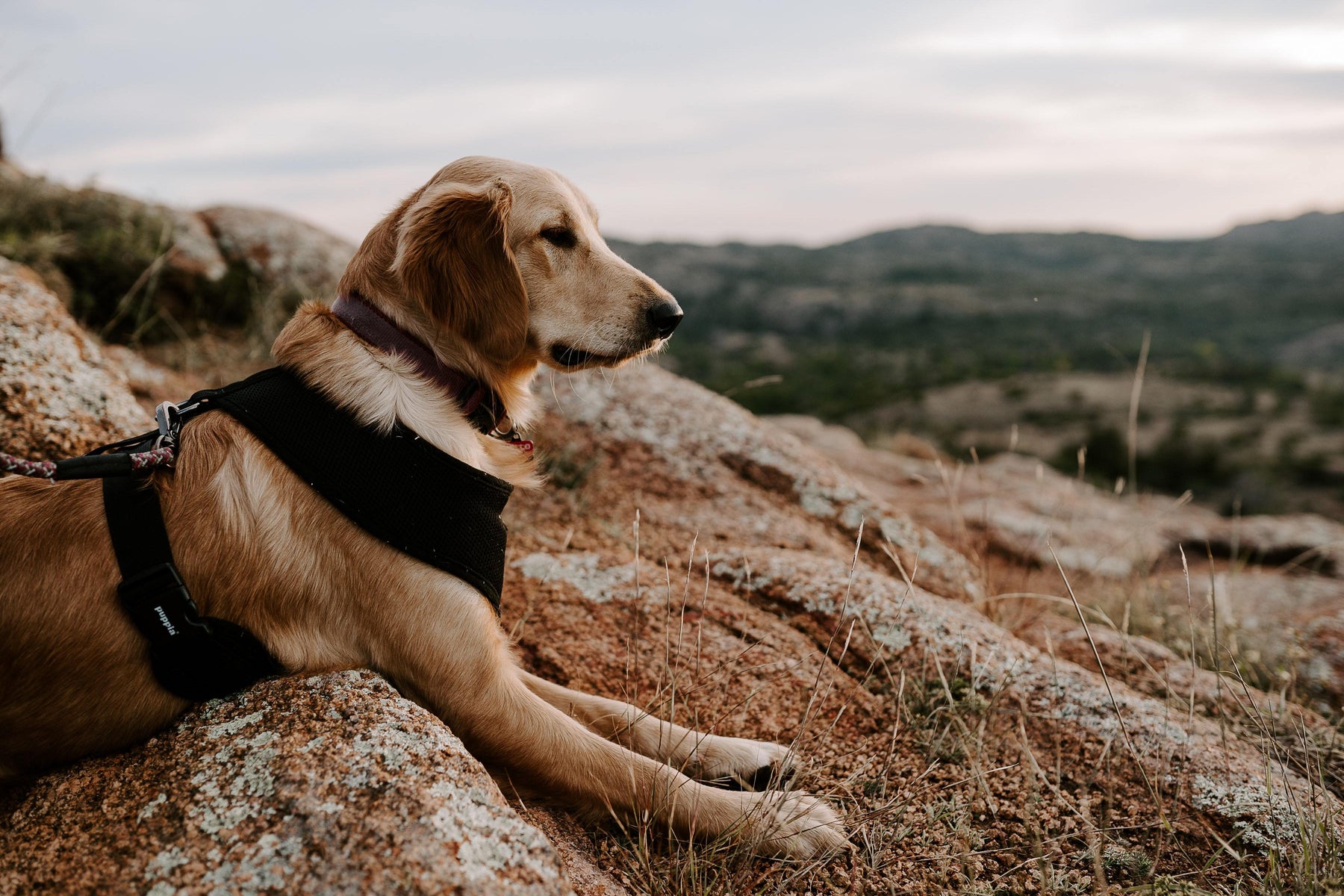 Exploring Ireland and the UK with Dogs