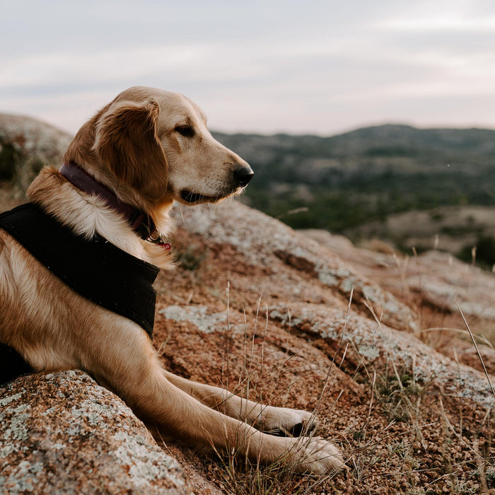 Exploring Ireland and the UK with Dogs