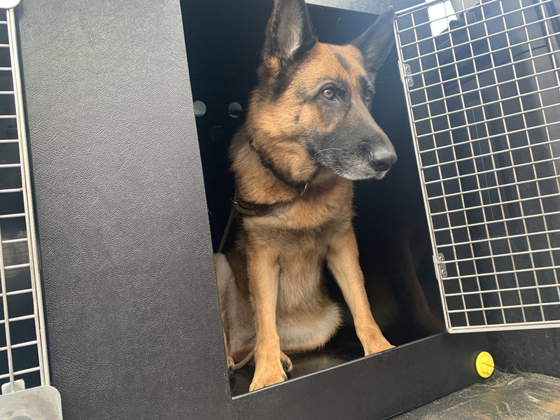 Citroen e-Berlingo/ Peugeot e-Rifter | 2018–present | Dog Travel Crate | The DT 12 DT Box DT BOXES 