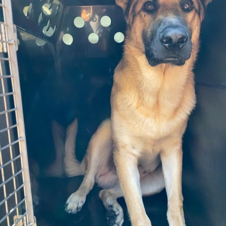 Land Rover Defender - 2020 - Dog Car Travel Crate DT Box DT BOXES 
